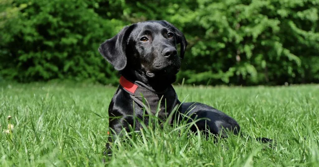Cute black Labrador Retriever lying on the grass in a sunlit park, enjoying the day.