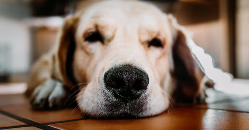 Close-up of a sleepy Golden Retriever puppy lying on the floor indoors, exuding cuteness and calmness.