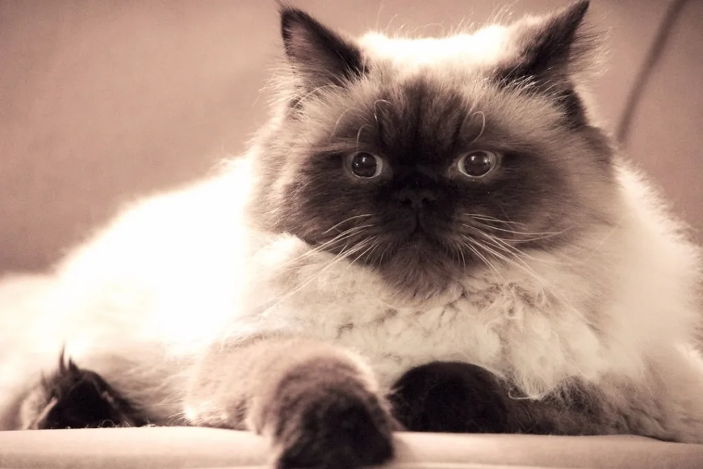 persan chat - comportement