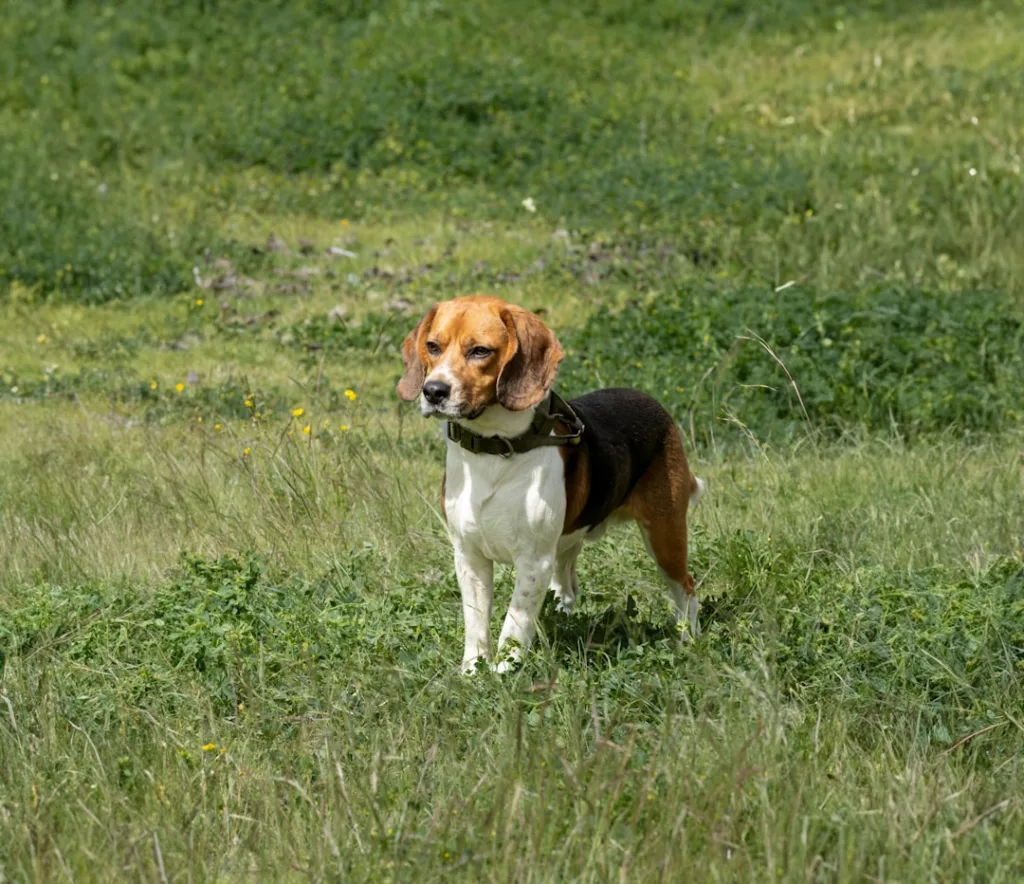 beagle chien - santé