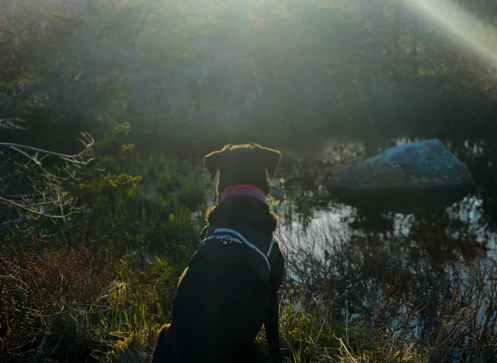 labrador chien - santé