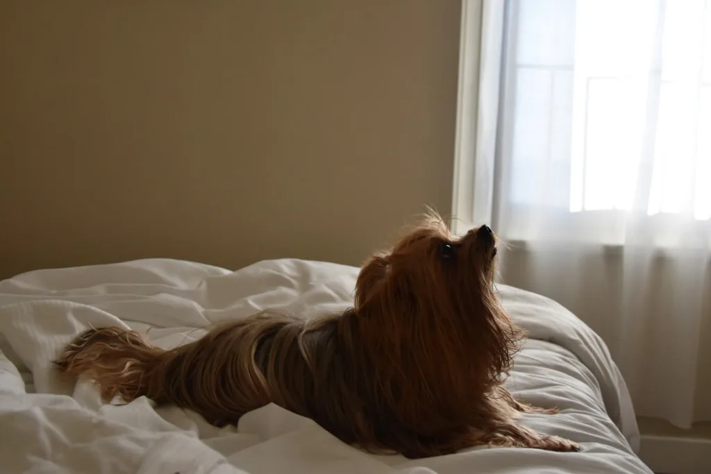 yorkshire terrier chien - santé