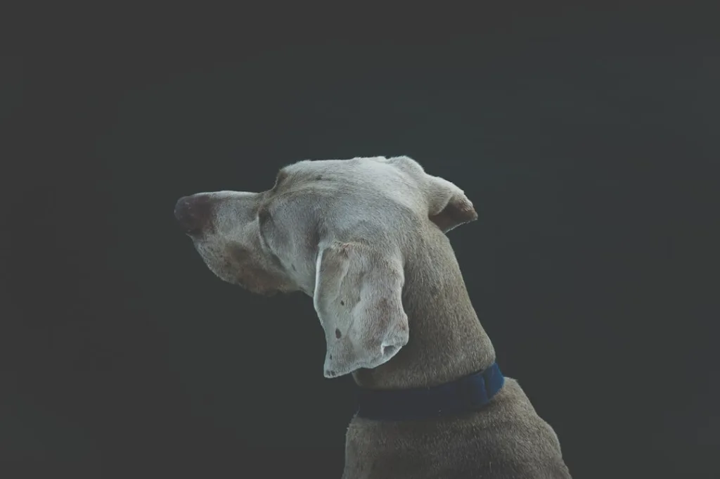 teckel chien - santé