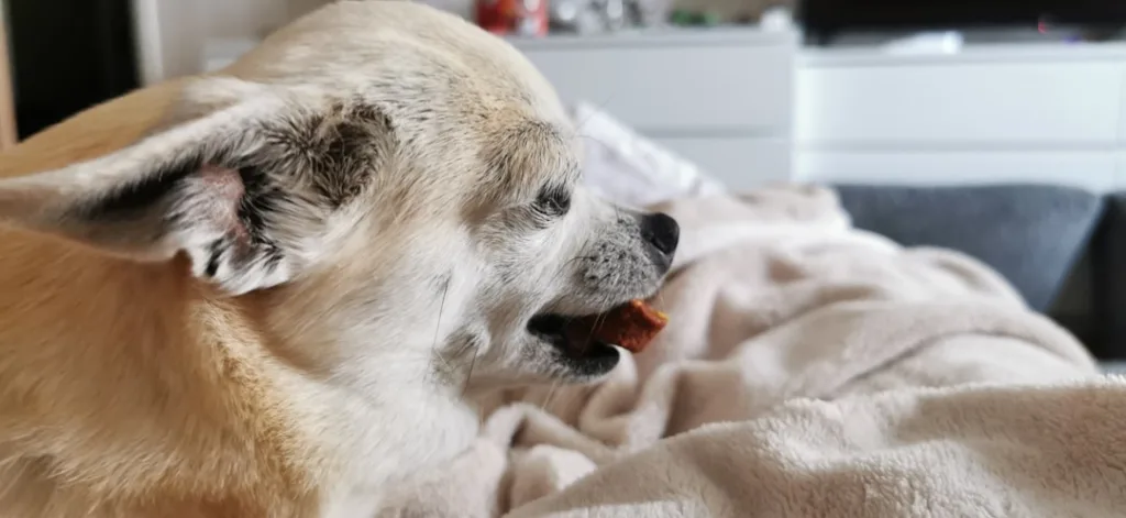 chihuahua chien - dressage