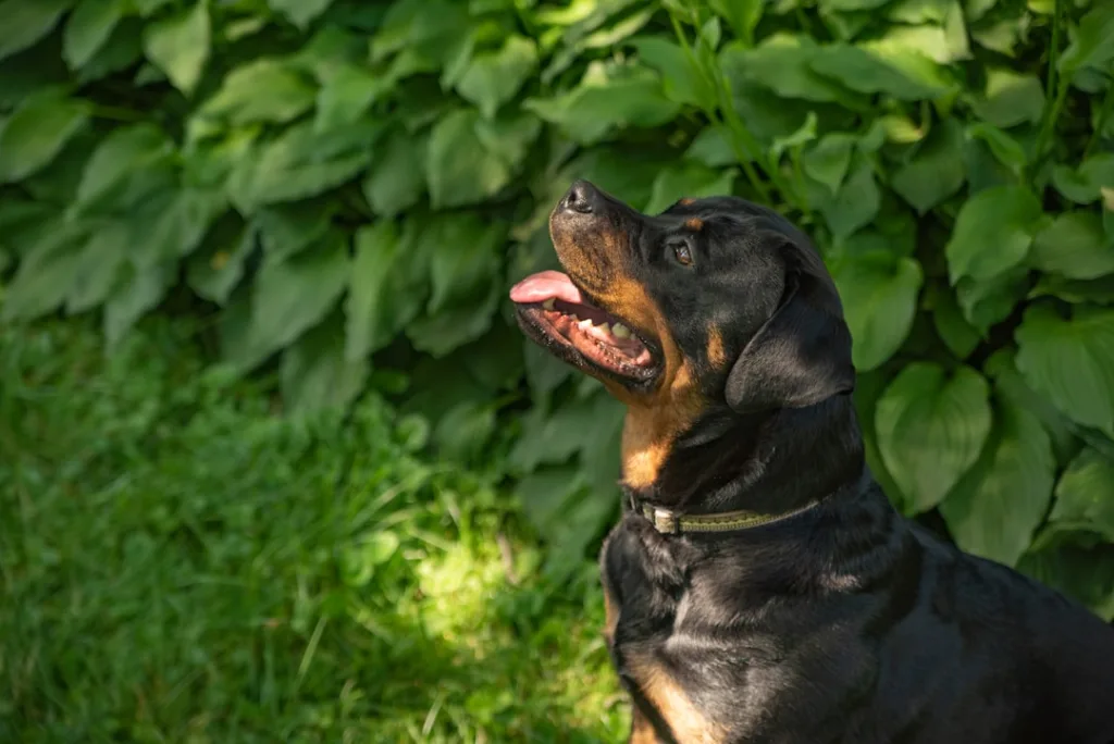 rottweiler chien - laisse