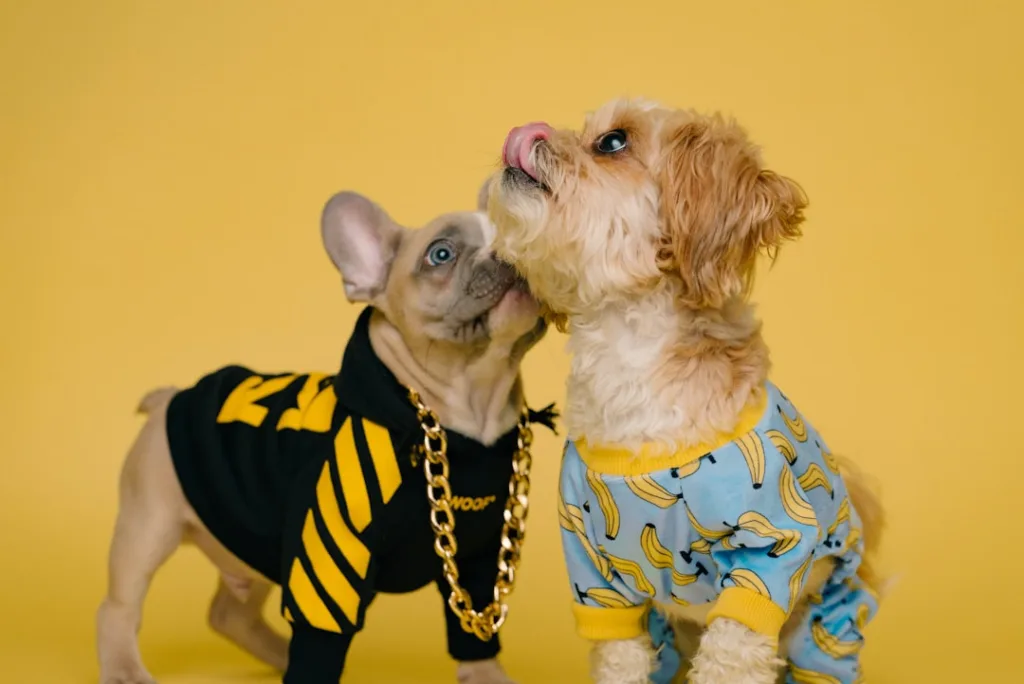 shih tzu chiot - dressage