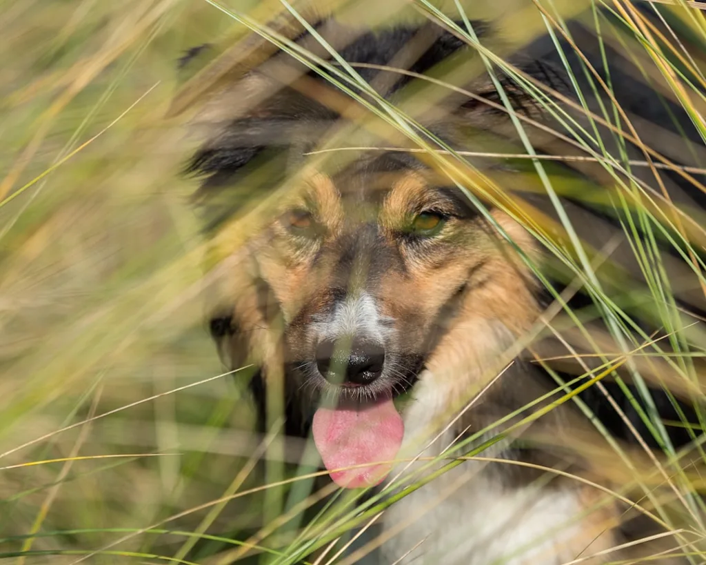border collie chien - laisse