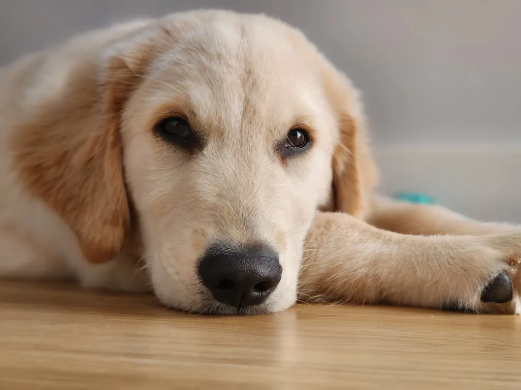 golden retriever chien - laisse