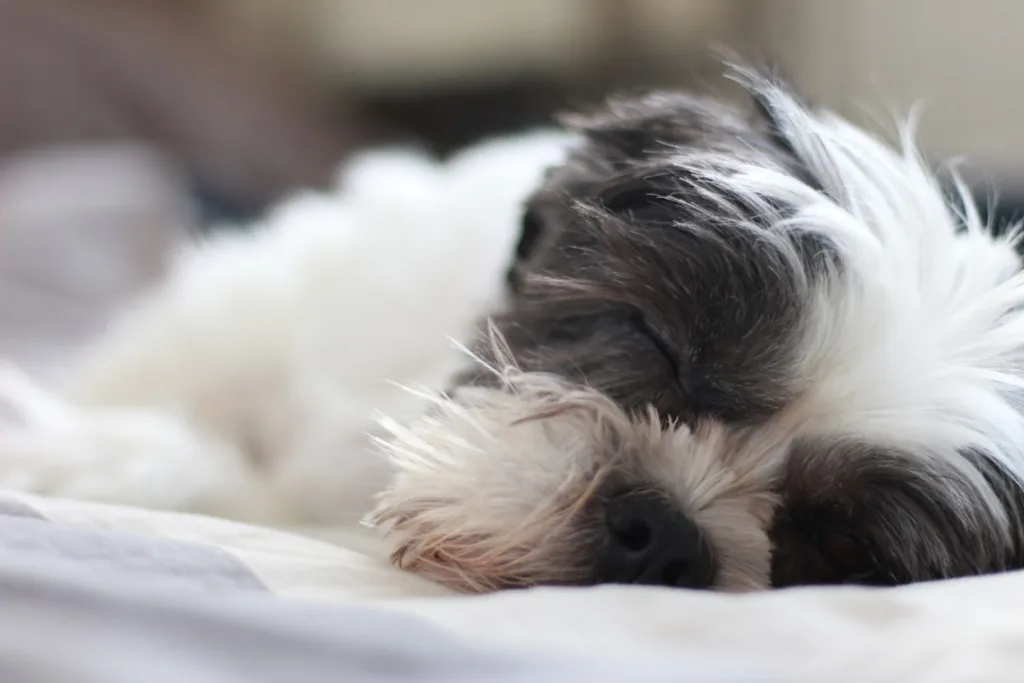Quick Joint Relief for Your Shih Tzu: Winter Stiffness Solutions That Work