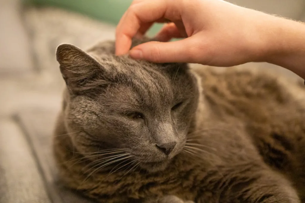 chartreux chat - comportement