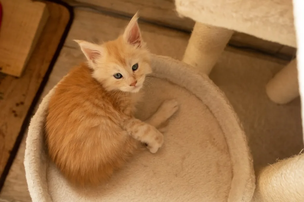 main coon chaton - comportement