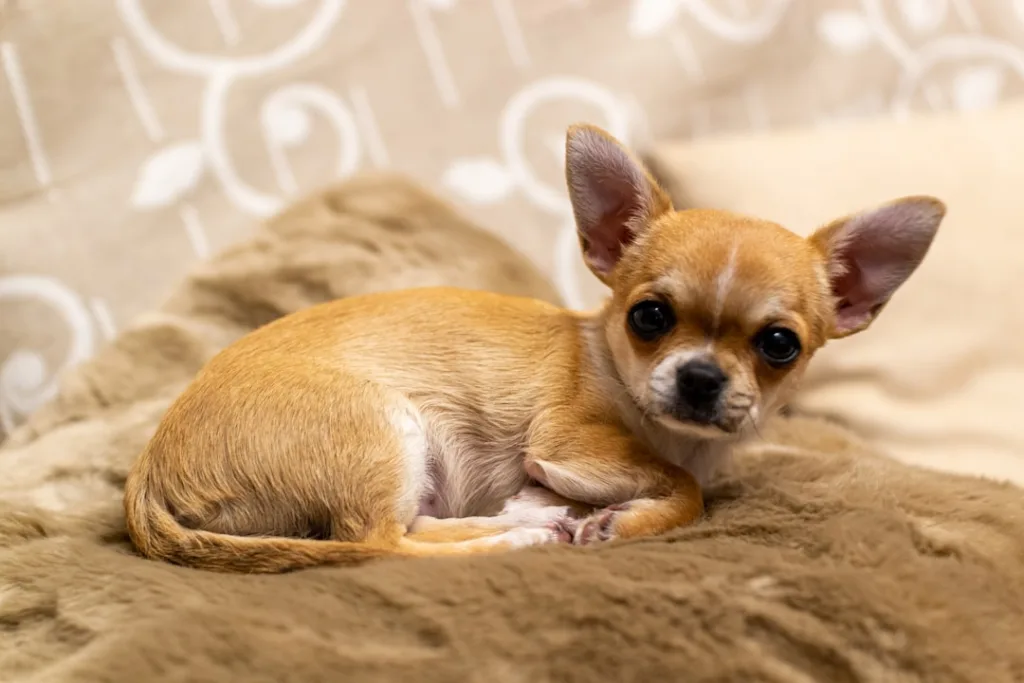 chihuahua chiot - laisse