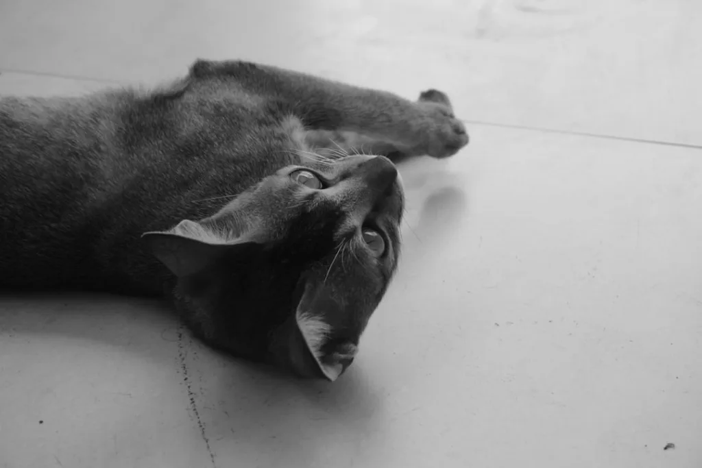 sacré de birmanie chaton - caractère