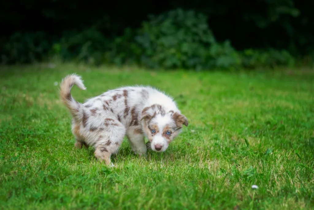 border collie chiot - dressage