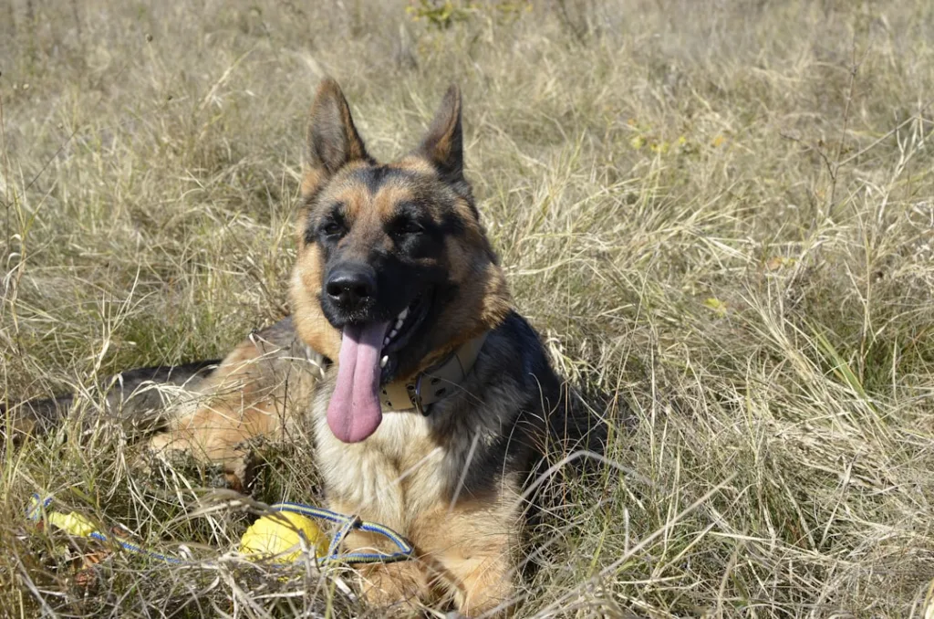 berger allemand chien - laisse