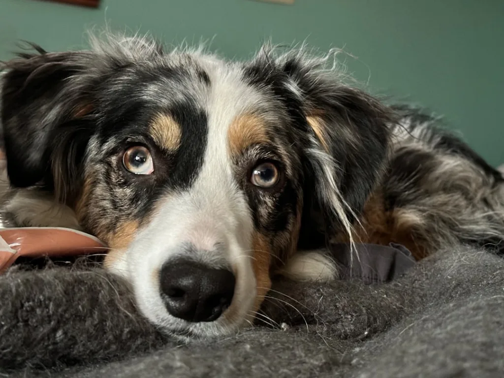 berger australien chien - dressage