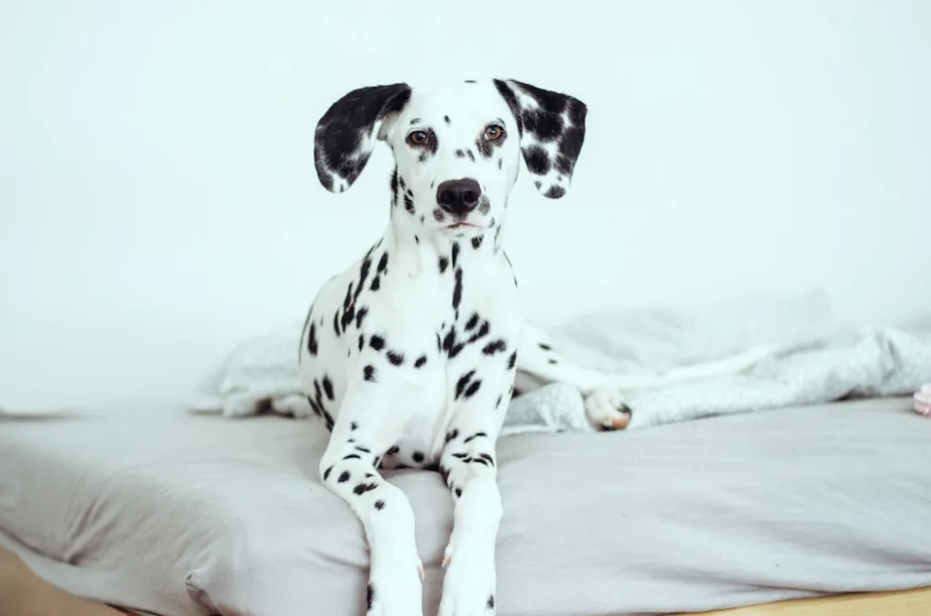 dalmatien chiot - laisse