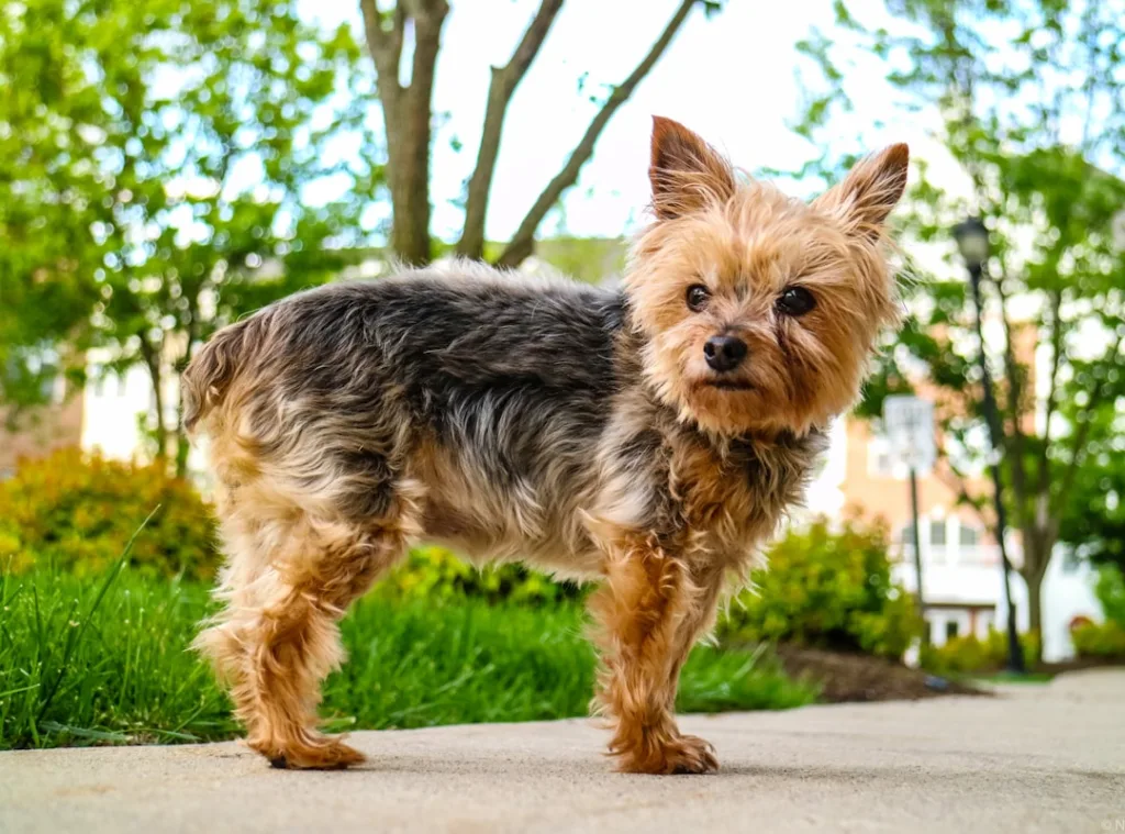 yorkshire terrier chien - maladie