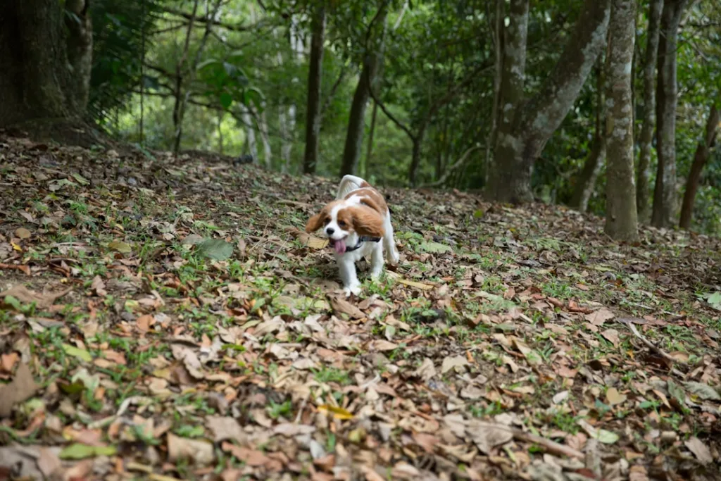 cavalier king charles chien - dressage