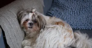 Shih Tzu – Temperament, Care Tips & Complete Breed Guide