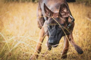 malinois chien - laisse