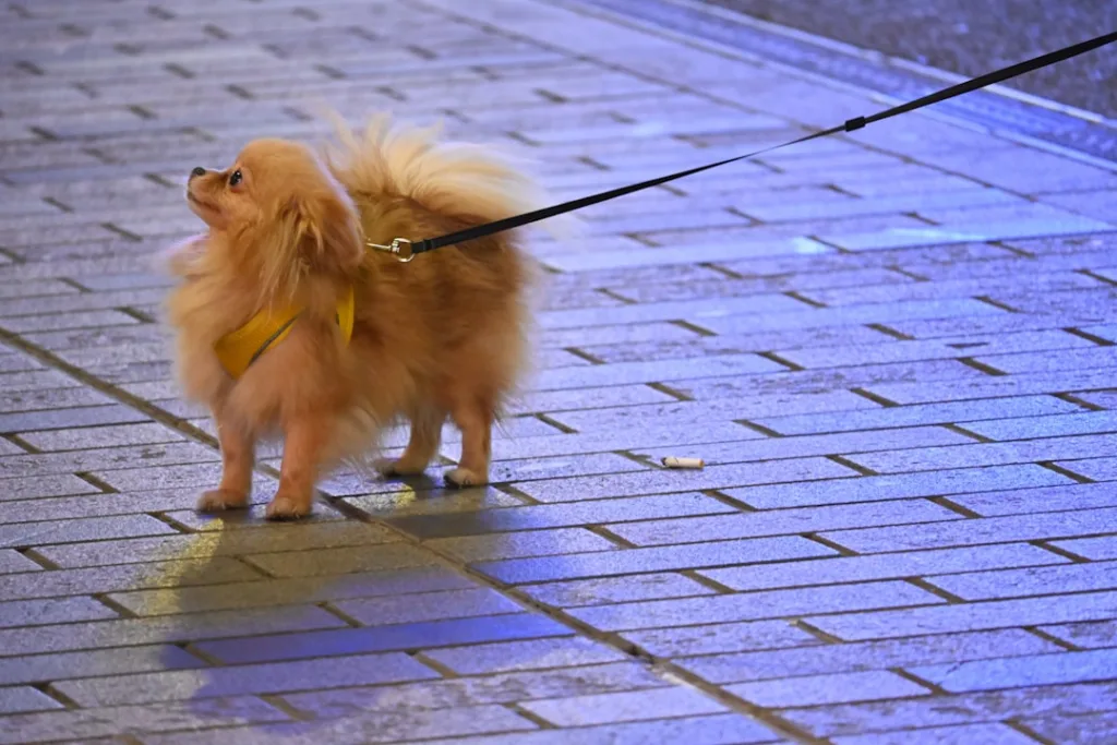 spitz chiot - laisse