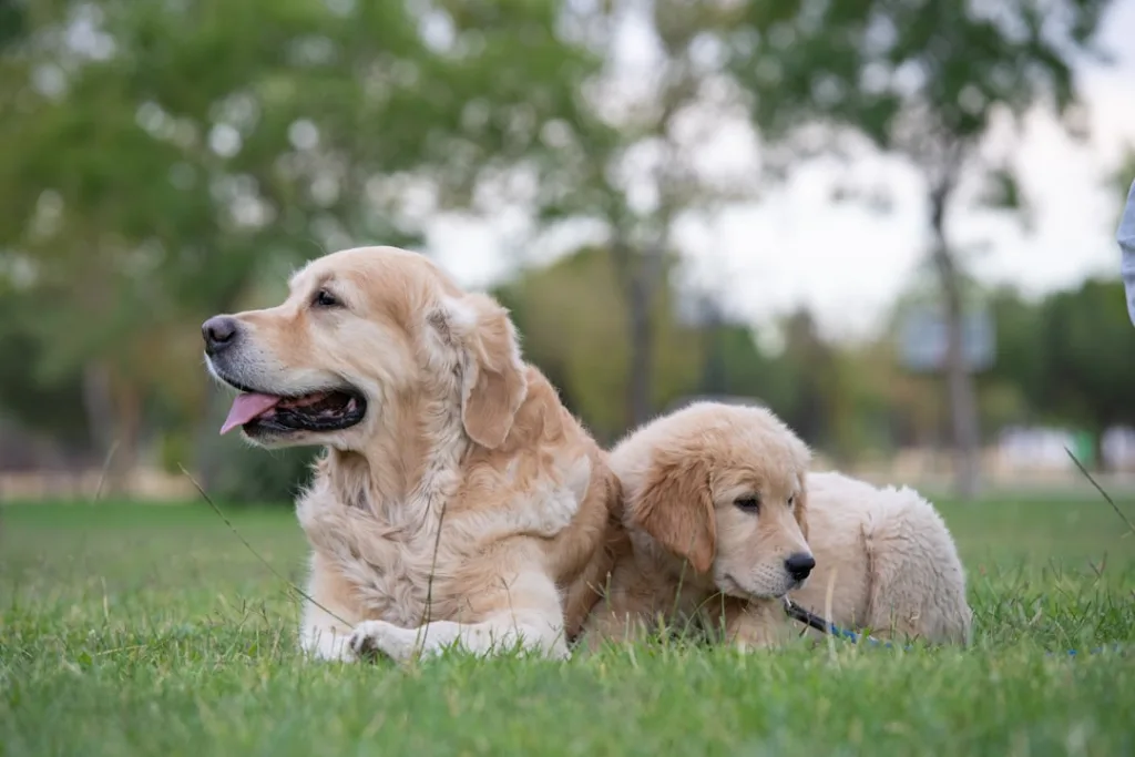 golden retriever chien - laisse