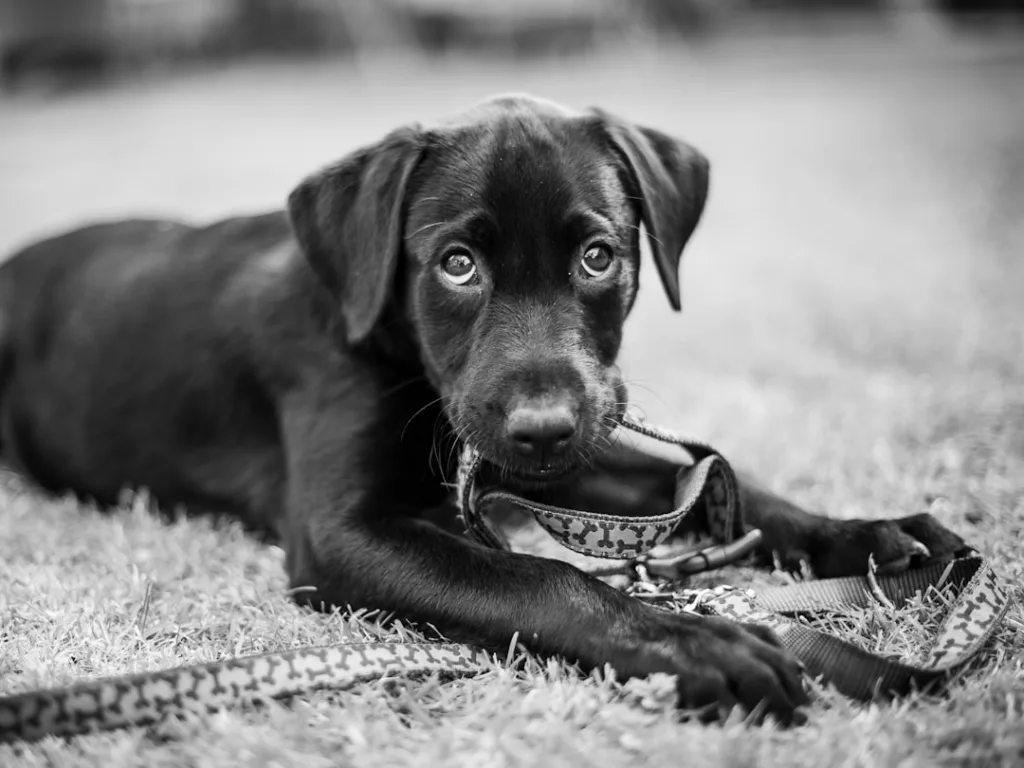 labrador chiot - dressage