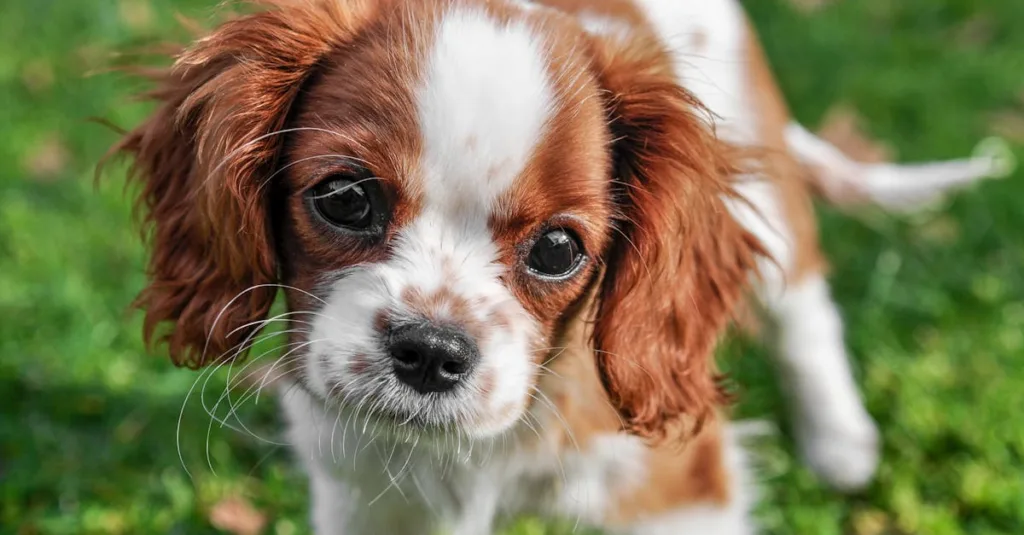 cavalier king charles chiot - laisse