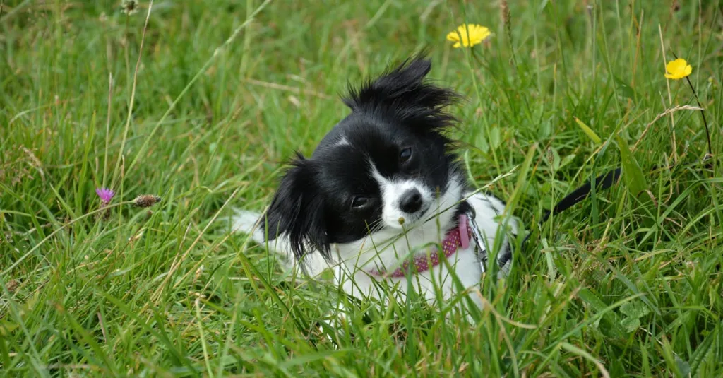 chihuahua chiot - dressage