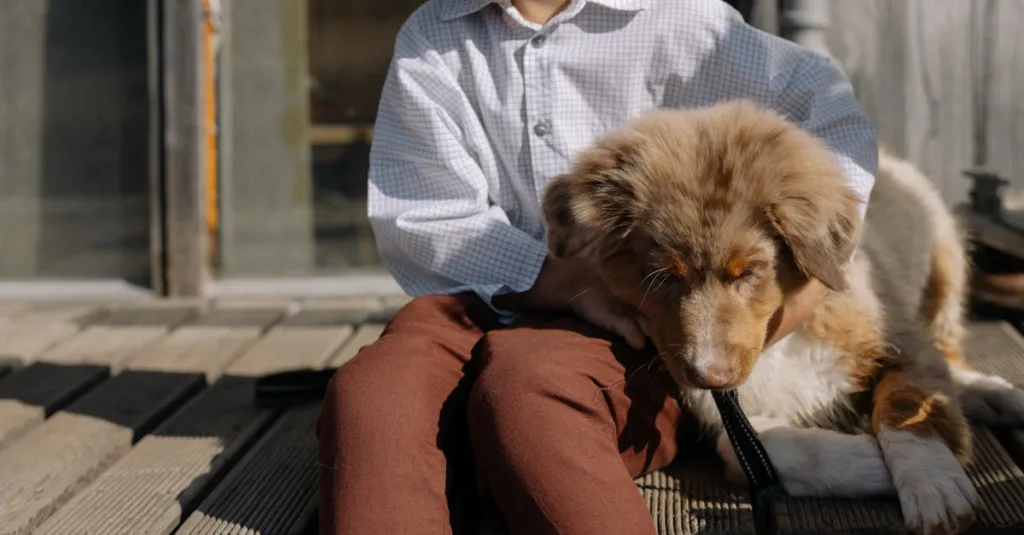 berger allemand chiot - laisse