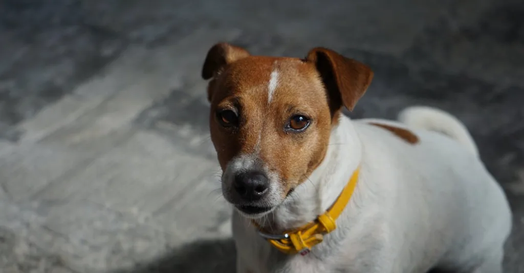 jack russell chien - dressage
