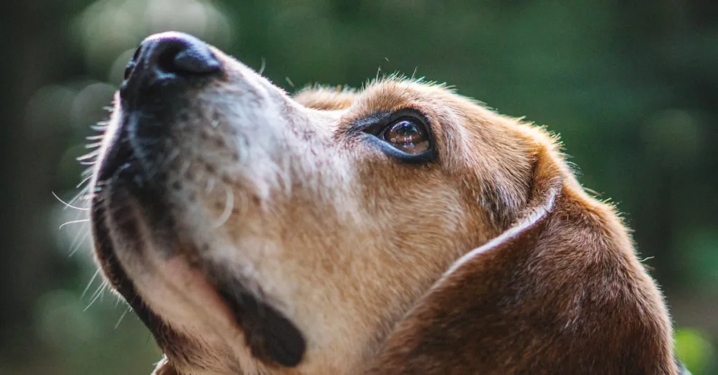 beagle chien - maladie