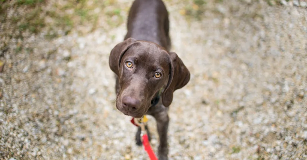 labrador chiot - laisse
