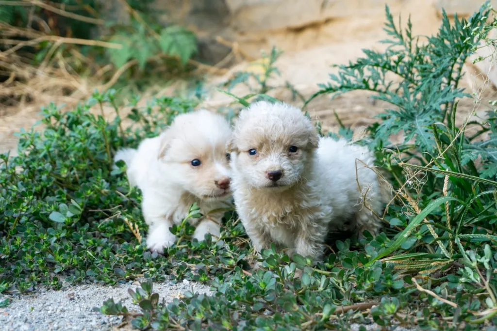 bichon maltais chiot - santé