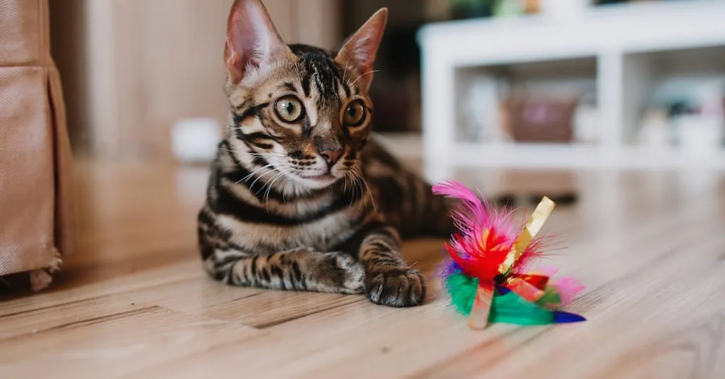 bengal chaton - comportement