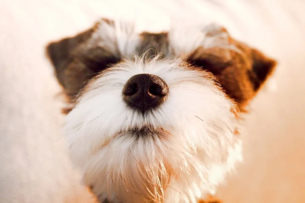 Que faire si mon Schnauzer a un problème de santé : Les solutions