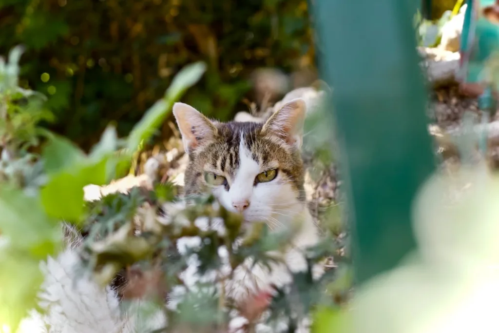 Comment aider votre chat européen à rester en bonne santé : nos solutions