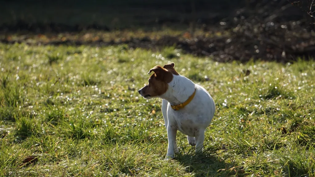 bulldog anglais chien - santé