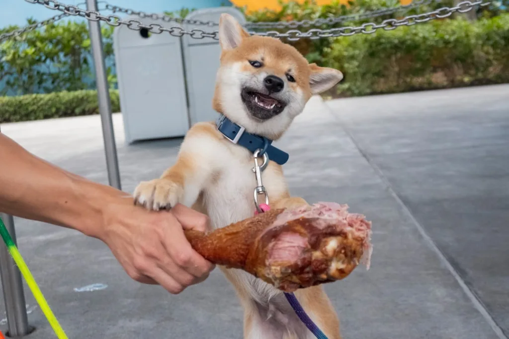 spitz chien - santé