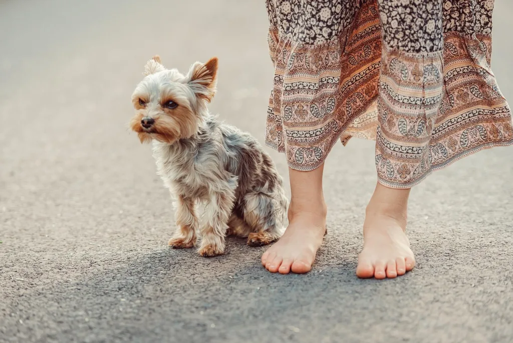 dog, yorkshire terrier, woman, street, animal, nature, yorkie, pet, outdoors