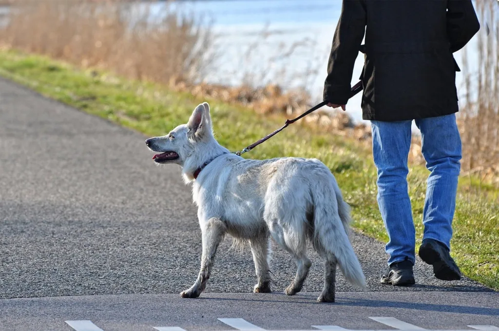 dog, canine, pet, mammal, animal, white dog, leash, man, person, nature, people, walking the dog, leg, foot, road