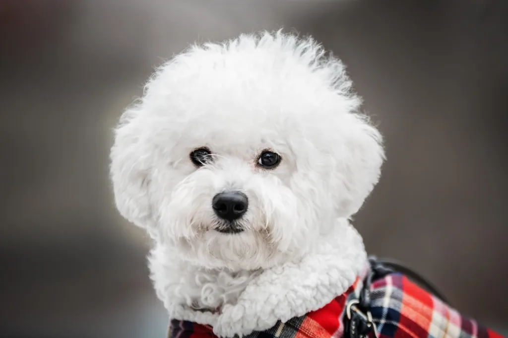 bichon, dog, winter, animal, snow, white, cute, maltese, friends, puppy, pet, pets, portrait, bichon, bichon, bichon, bichon, bichon