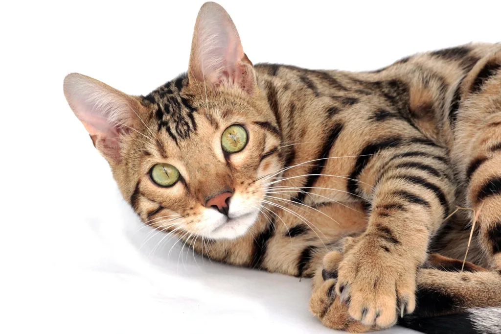 cat, bengal, pet, kitten, breed, bengali, animal, bengal kitten, beautiful