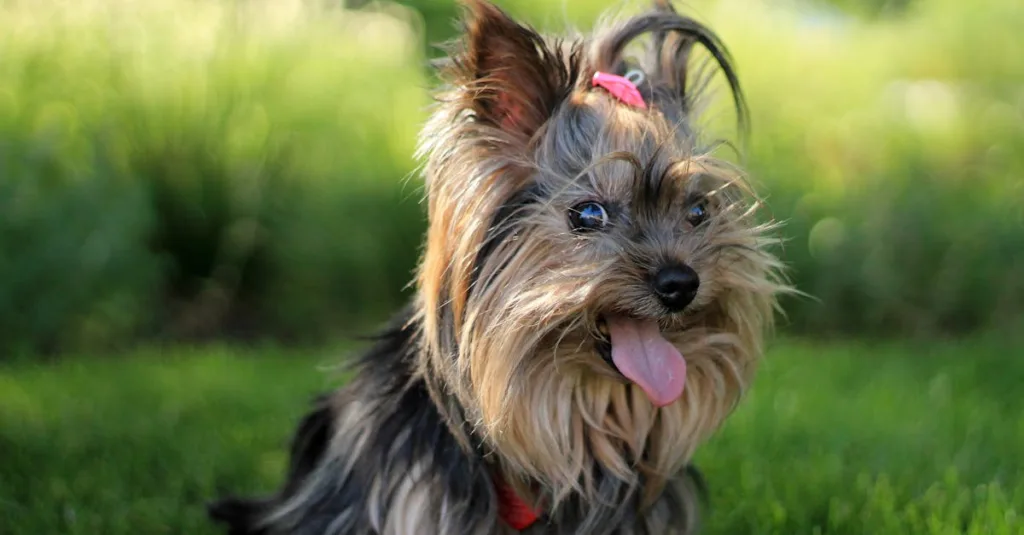 Cute Yorkshire Terrier puppy with tongue out, enjoying a sunny day in the garden.