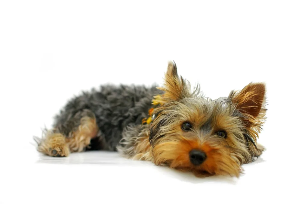 yorkshire terrier, york, animal, dog, pet, portrait
