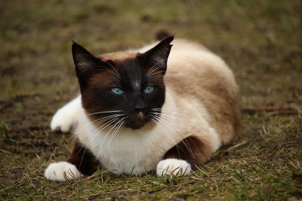 cat, siamese, game, animal, pet, breed cat, puss