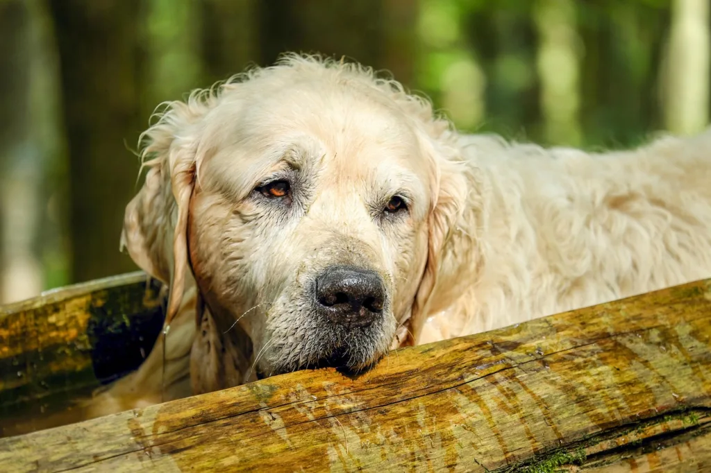 golden retriever, dog, retriever, male, old, dog portrait, portrait