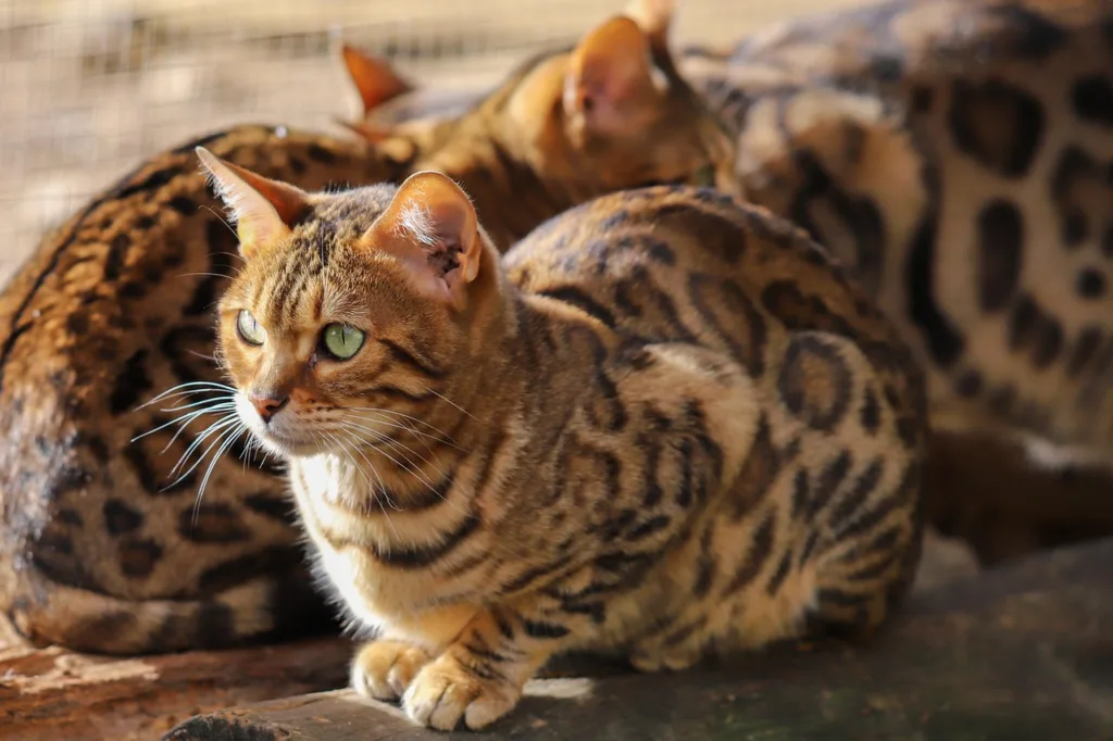 cat, feline, portrait, beast, cute, bengal cat, pet, animal, nature, view