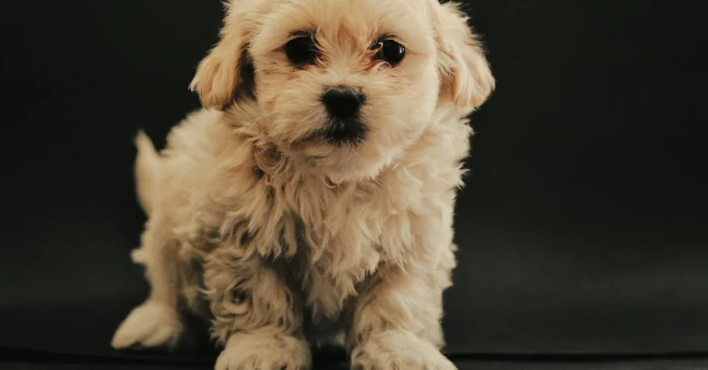 Bichon maltais santé